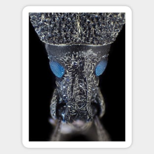 Weevil beetle under the microscope Sticker